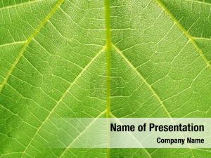 Green Leaf Structure