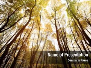 Autumn Forest PowerPoint Template