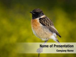 Bird on Branch PowerPoint Template