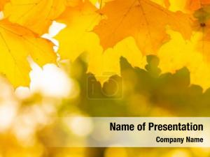 Branch with Yellow Leaves PowerPoint Template