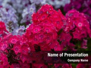 Flower Varieties PowerPoint Template