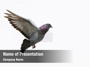 Flying Pigeon PowerPoint Template