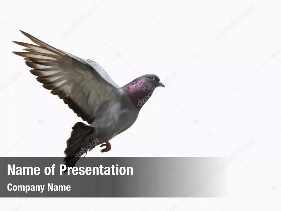 Flying Pigeon