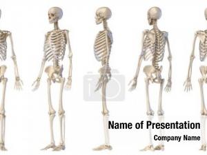 Full human anatomy body male