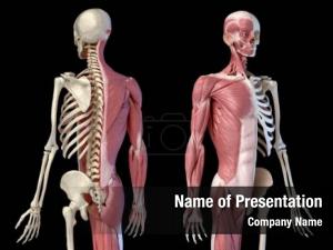 Anatomy, human male 3/4 figure