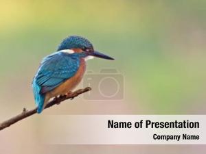 Bird kingfisher young perch 