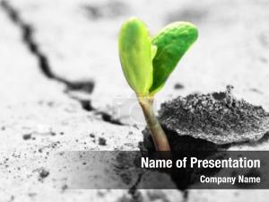 Dry rising sprout ground  PowerPoint Template