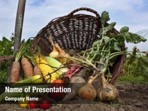 Vegetables harvest seasonal spilling wicker