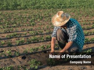 Soybean farmer working plantation, examining