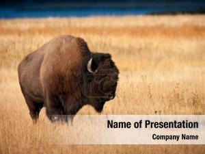 Fall bison during yellowstone national