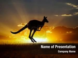 Kangaroo australian outback series 