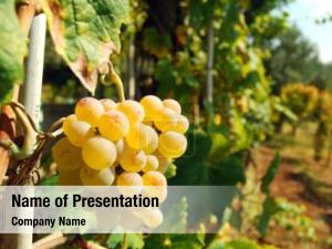 Organic bunch grapes vineyard countryside