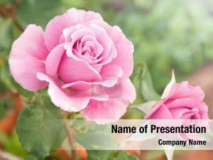 Roses beautiful pink garden  PowerPoint Template