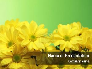 Yellow and Green Theme
