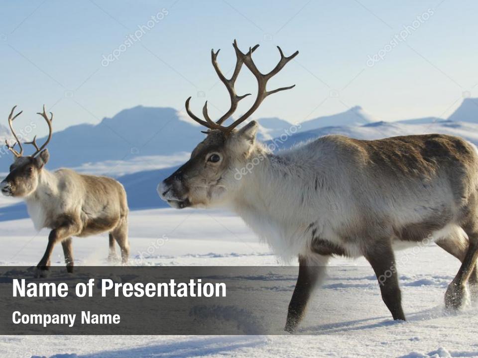 Rentiere in natürlicher Umgebung Tromsø Region