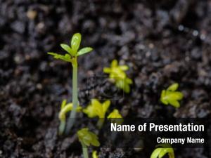 Life Sprouts PowerPoint Template