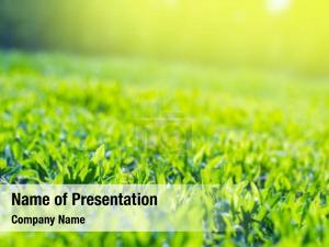 Grass On The Sunshine Rays PowerPoint Template