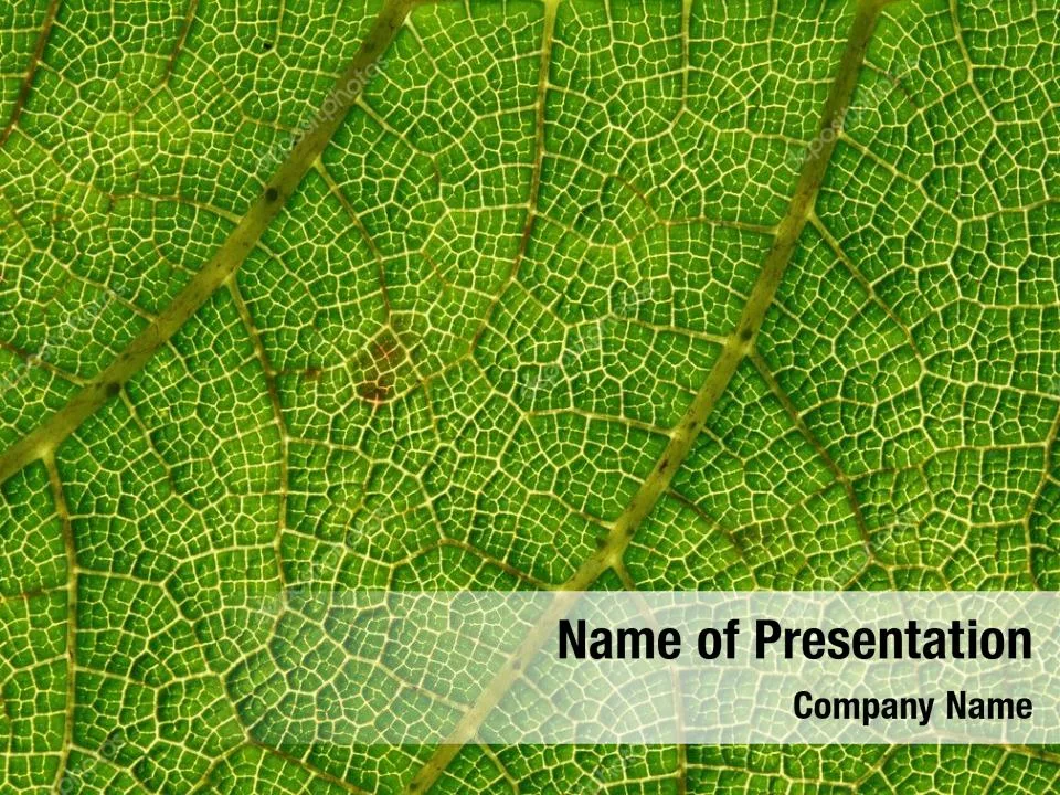 Macro Leaf Structure Abstract