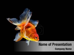 Goldfish On The Black Background