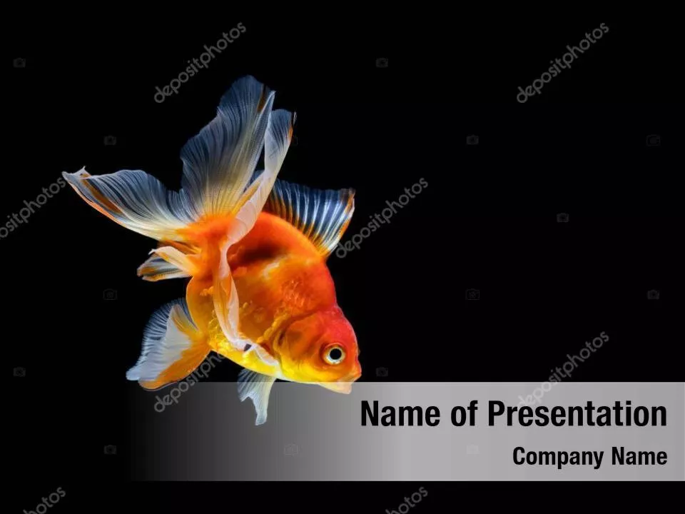 Goldfish On The Black Background