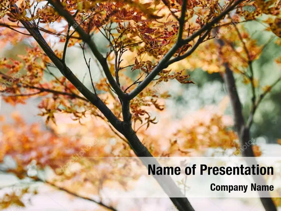 Branch with Autumn Leaves