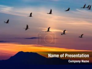 Birds PowerPoint Template
