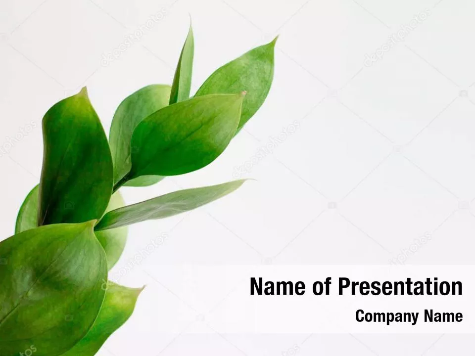 Green Flat Petals Abstract