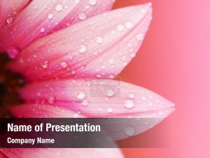Abstract Flower PowerPoint Template