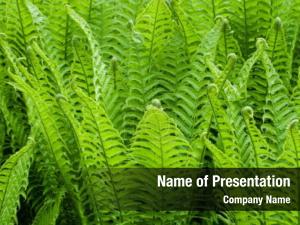 Green Theme PowerPoint Template