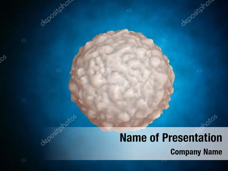 White Blood Cell