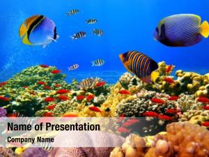 Oceanarium