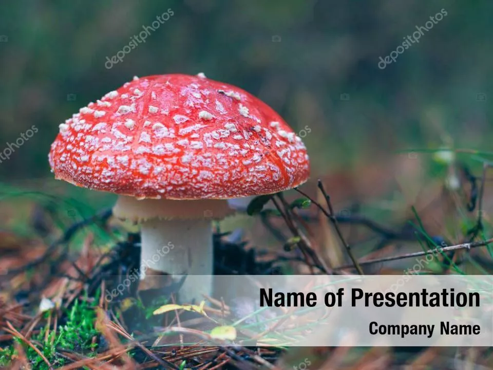 Amanita