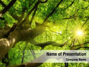 Shining Tree