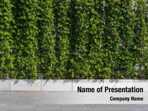 Tree On The Wall PowerPoint Template