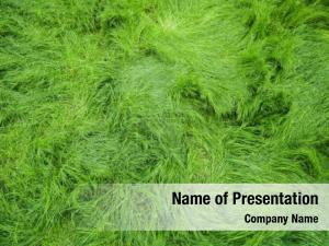 Grass Free PowerPoint Template
