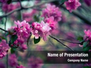 Flowers of Life PowerPoint Template