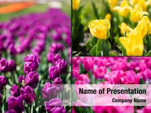 Flowers Collage PowerPoint Template
