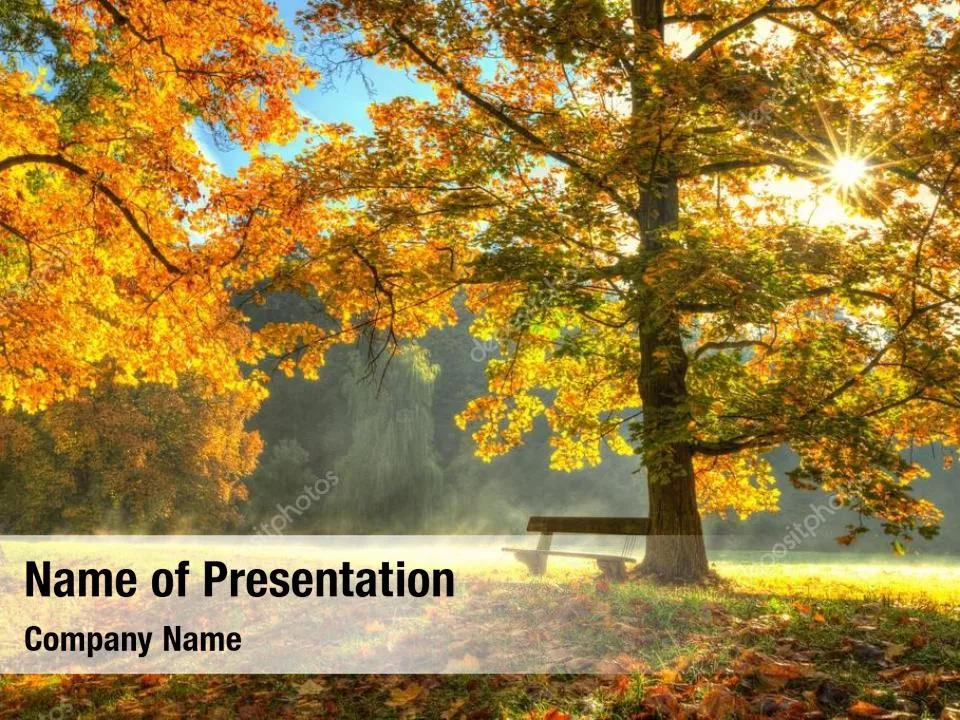 Yellow Tree In The Sunset In The Autumn