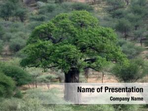 Baobab PowerPoint Template