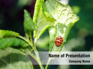 Bug on Leaf PowerPoint Template