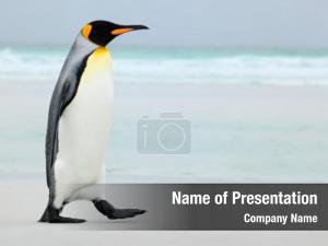 Penguin PowerPoint Template