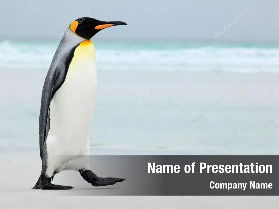 Penguin