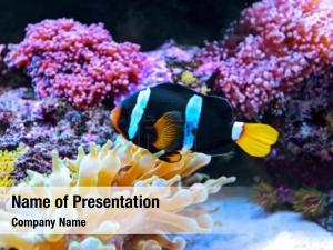 Fish Theme PowerPoint Template