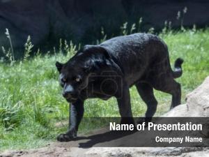 Panther PowerPoint Template