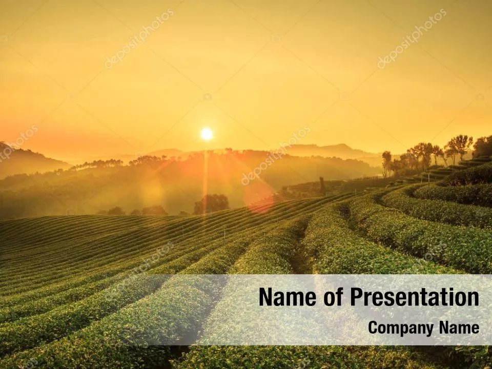 Morning on Tea Plantation