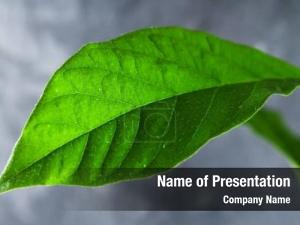 Translucent Green Leaf