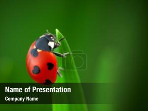 Ladybug on Grass PowerPoint Template