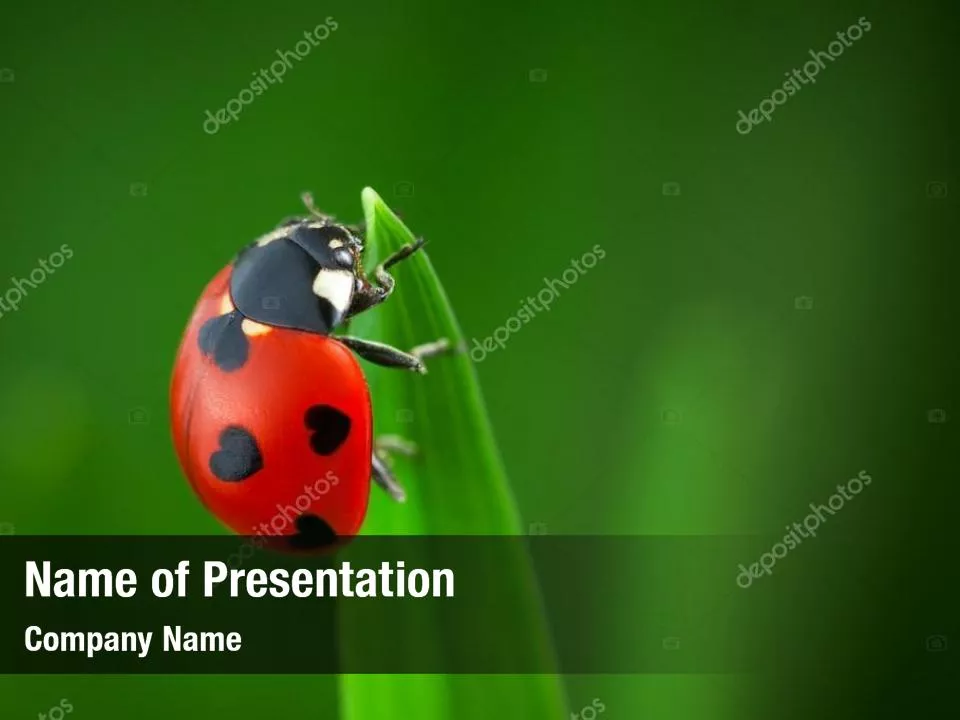 Ladybug on Grass