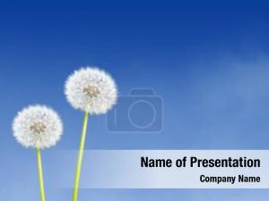 Dandelion Clock PowerPoint Template