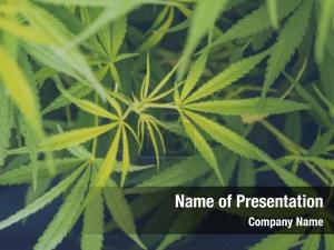 Cannabis